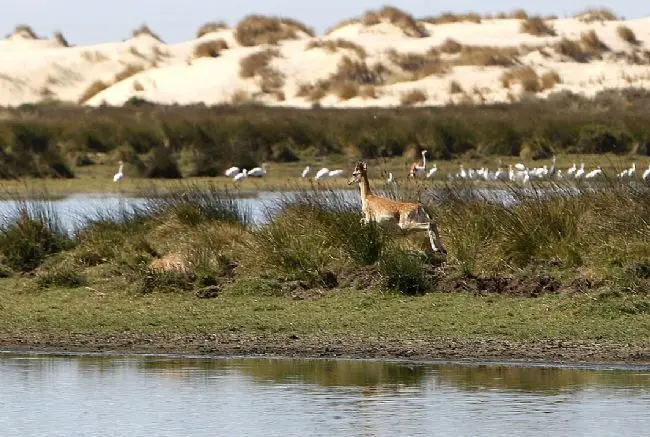 Do&ntilde;ana. - EFE