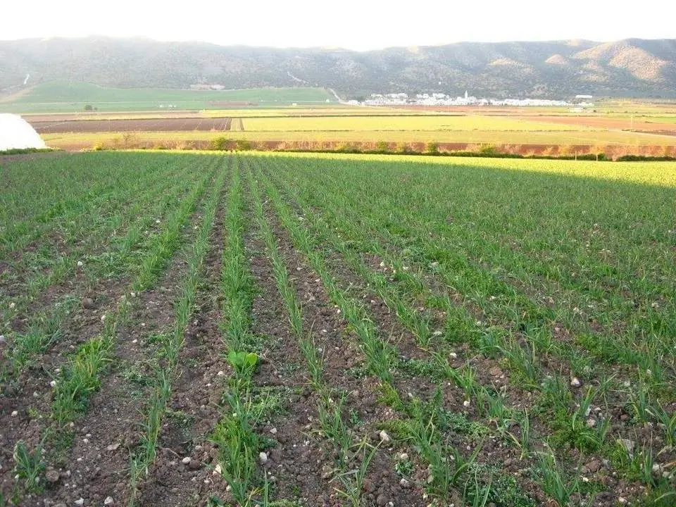 Finca de agricultura ecol&oacute;gica. - VH