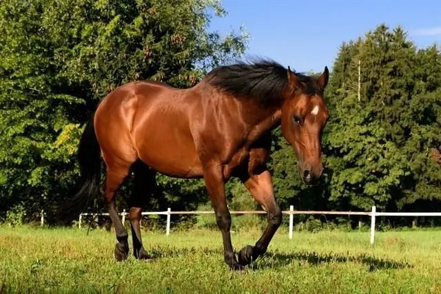 un caballo. - EP