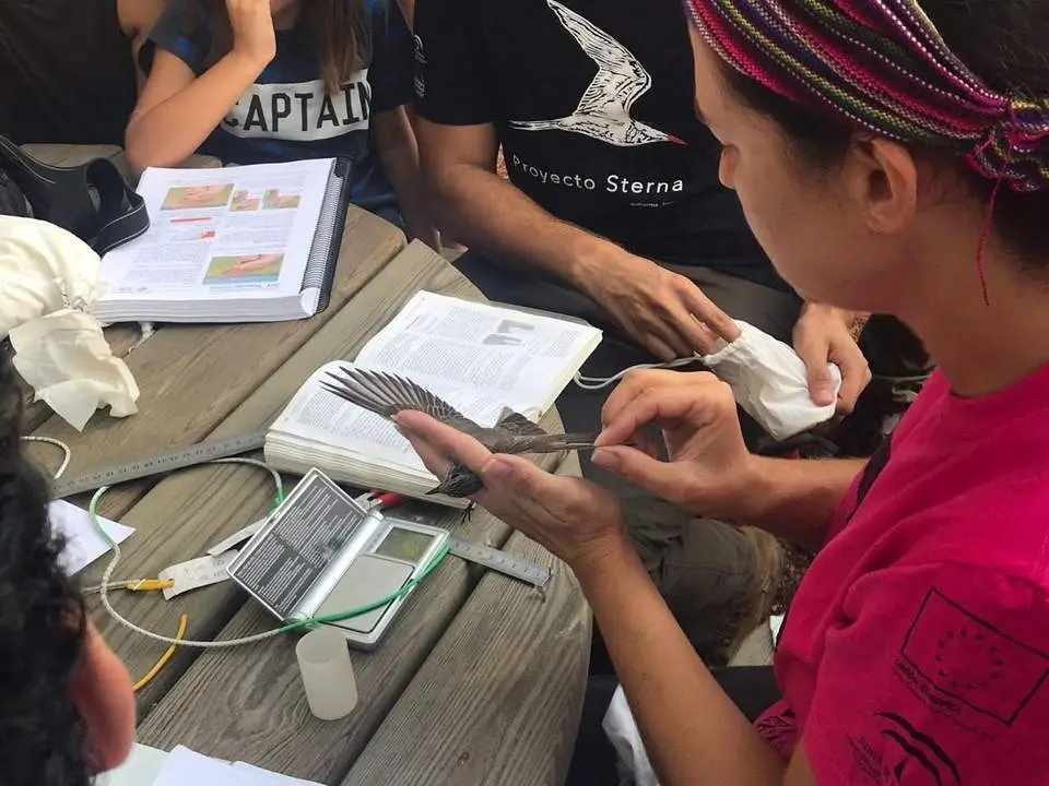 Estudio de aves en la Laguna Primera de Palos. - VH