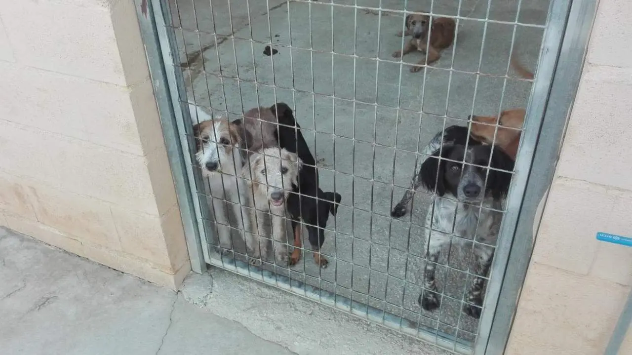 Perros rescatados. - Protectora
