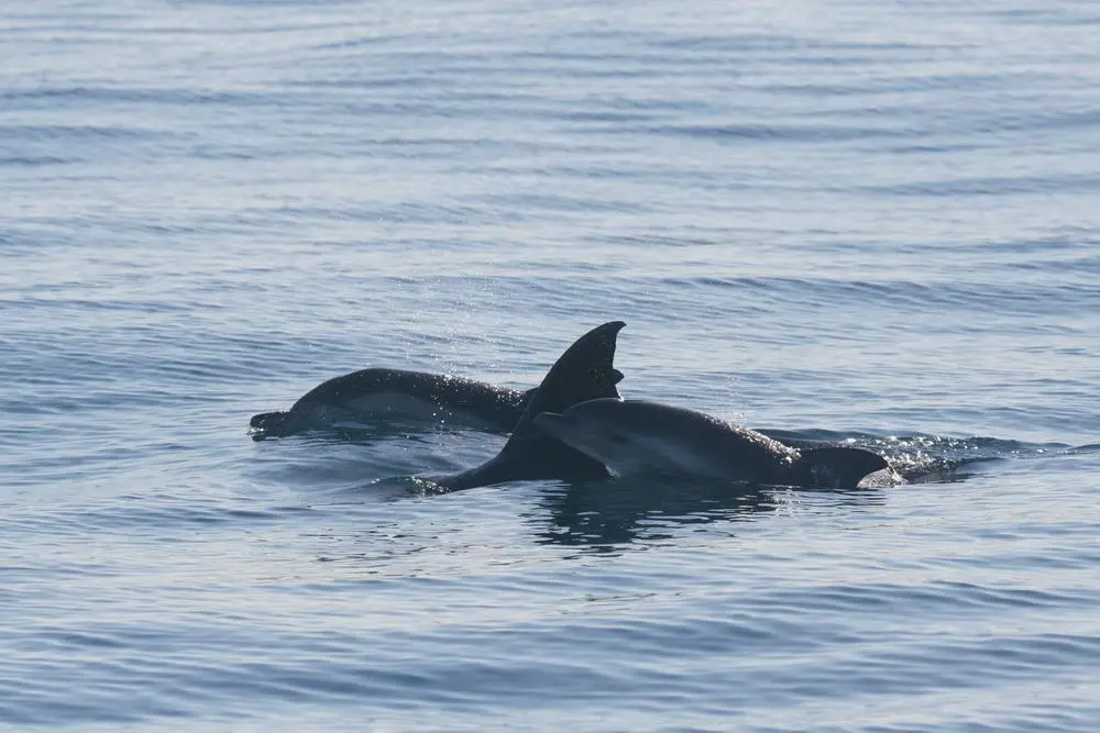 Delfines. - AI