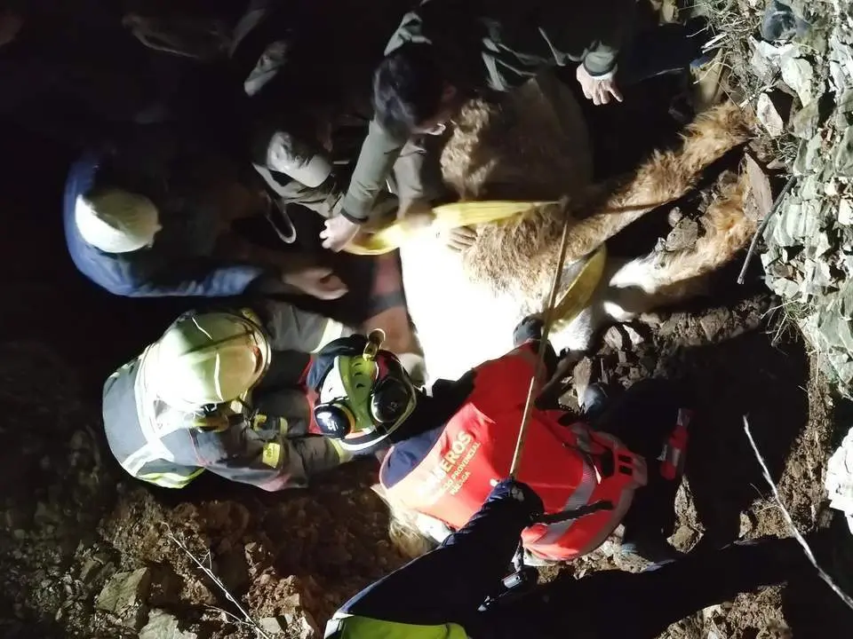 El complicado rescate de una yegua con final triste en M&aacute;laga
