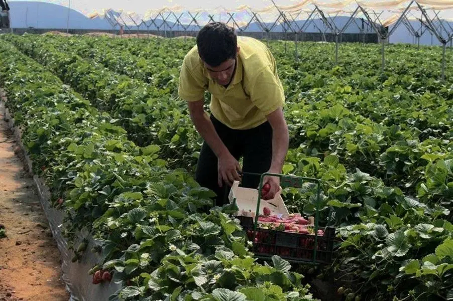 Un trabajador de la campa&ntilde;a de la fresa. - VH