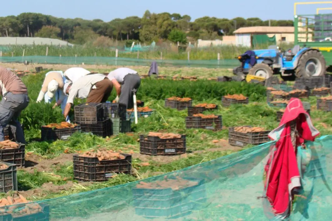 La campa&ntilde;a de la zanahoria producir&aacute; muchos puestos de trabajo - Ra&uacute;l J. Bustillos