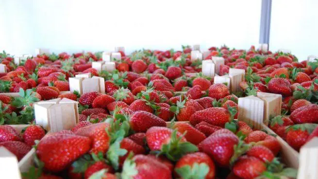 Fresas. - VH