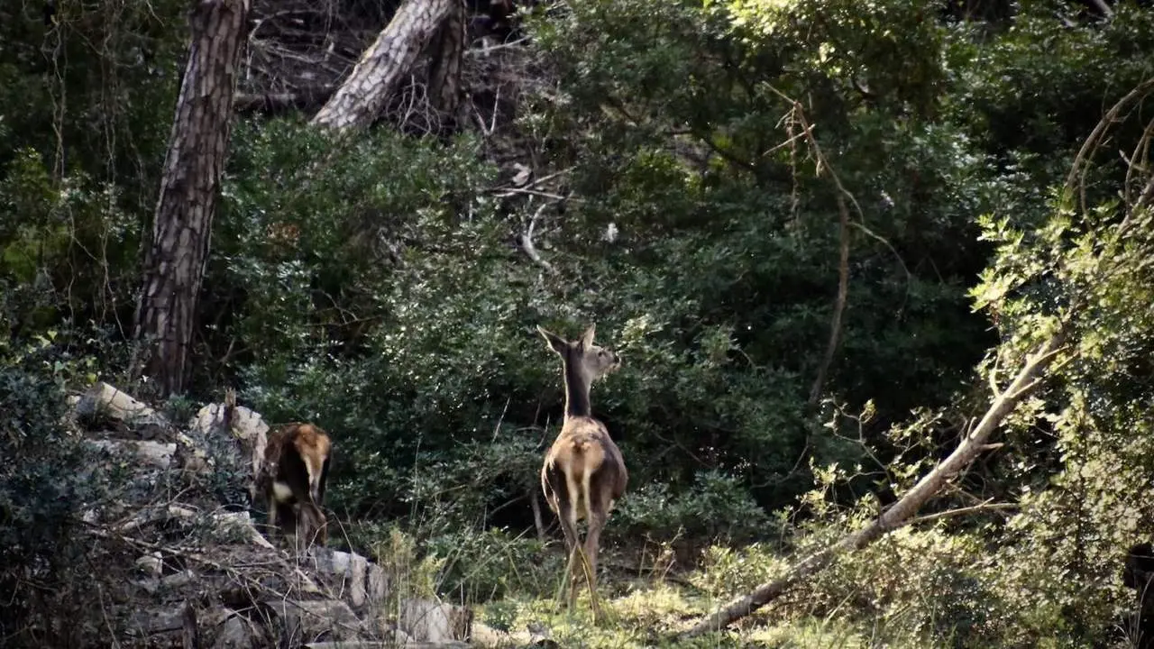 Ayudas forestales. - Europa Press