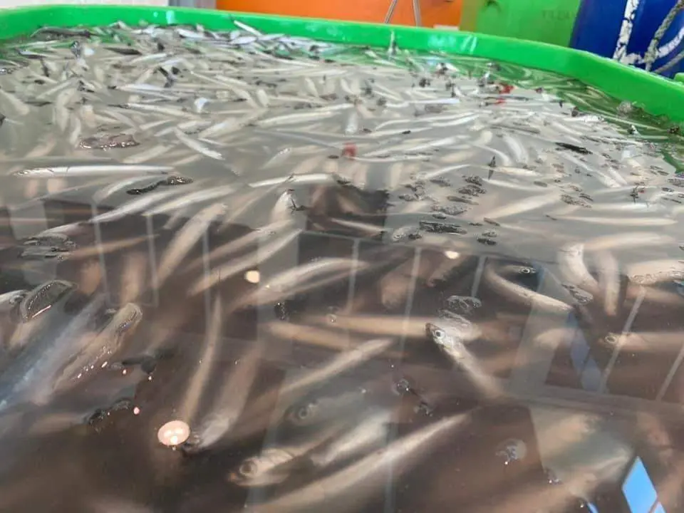 Pescado. - AI
