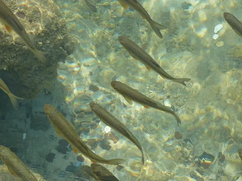 Peces cultivados. - IFAPA