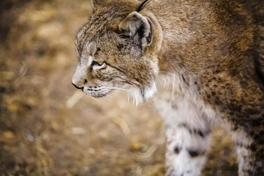 Lince ib&eacute;rico. - ep