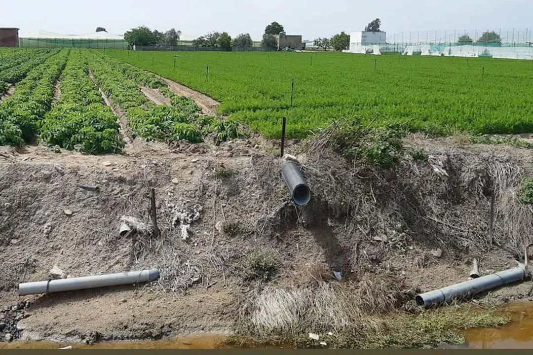 Los campos de cultivo de La Algaida han recibido mucha agua en un mes - Guancho Ib&aacute;&ntilde;ez