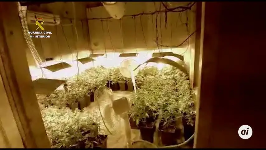 Investigado tras localizar en Escacena una plantaci&oacute;n de marihuana
