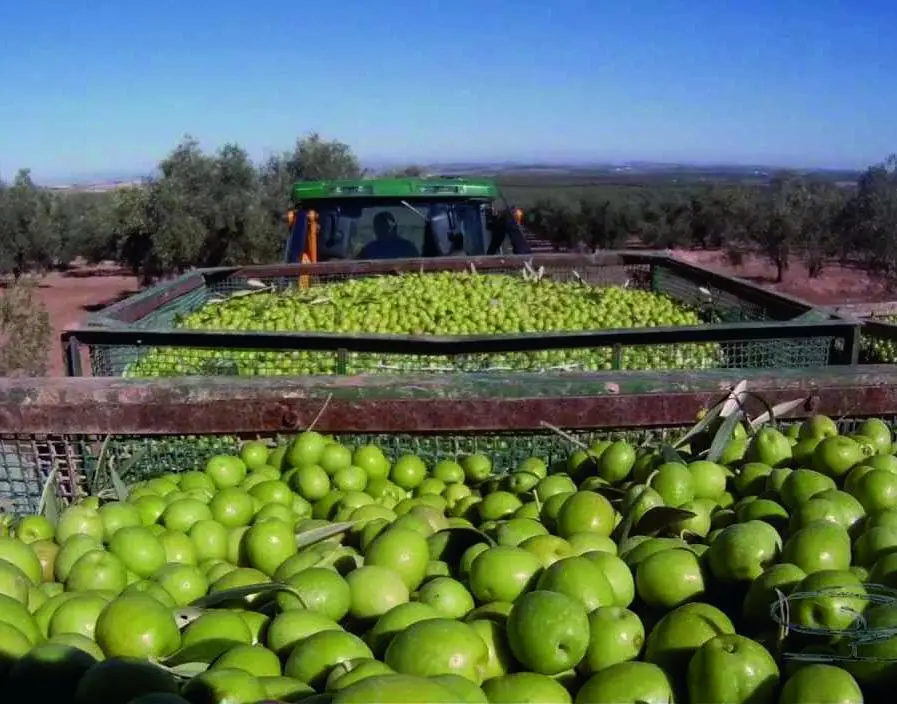 Recogida de aceituna en un olivar. - VIVA