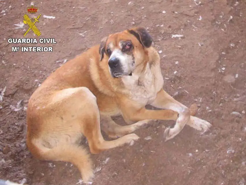 El animal herido. - VH