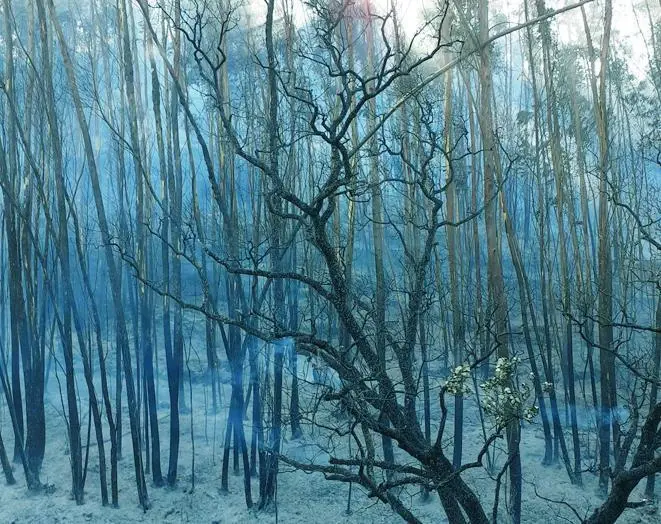 Zona afectada por el incendio de Almonaster. - INFOCA