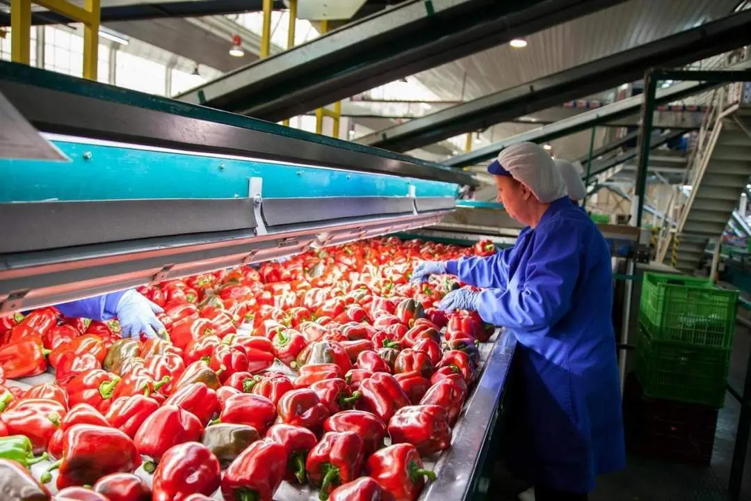 El sector agroindustrial es el que m&aacute;s peso tiene en el cooperativismo andaluz. - E. P.