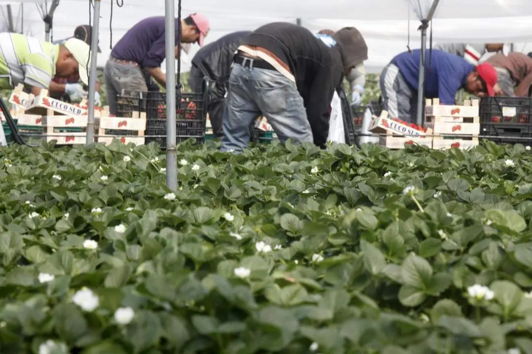 Temporeros recolectan fresa en una finca cartayera. - VH