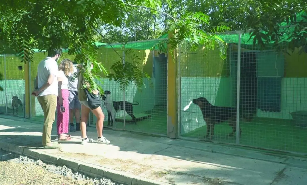 Abandonos de animales de compa&ntilde;&iacute;a: el cuento de nunca acabar