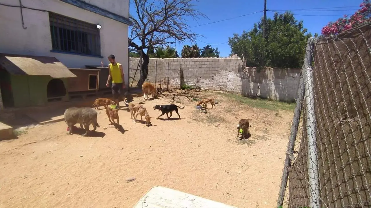 Protectora De Animales Canisyfelis.  - 