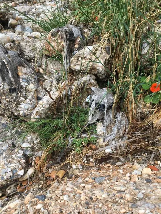 Residuos de vertidos en Nerja (Archivo). - Ecologistas en Acci&oacute;n