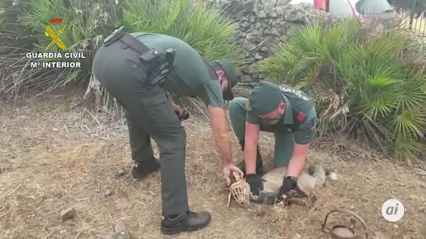 Liberado un zorro en el Castillo de las Guardas atrapado en un cepo