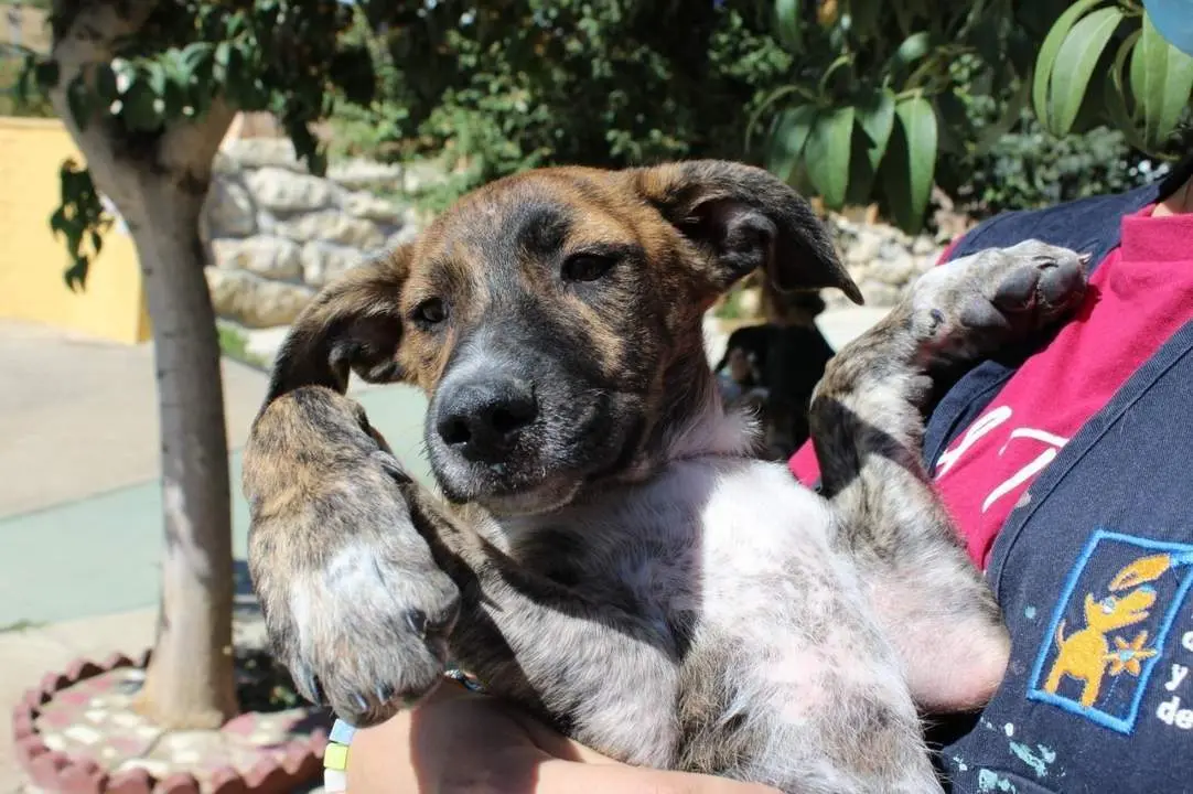 La Protectora de M&aacute;laga recoge casi 1.500 animales en lo que va de a&ntilde;o