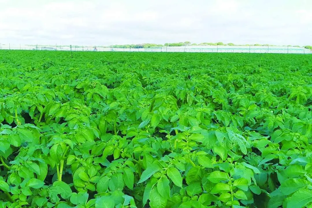 Campo de cultivo de La Algaida en una imagen tomada hoy lunes - Guancho Ib&aacute;&ntilde;ez