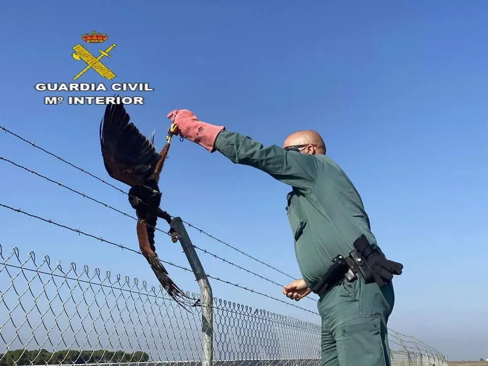 Halc&oacute;n atrapado en la valla met&aacute;lica. - Guardia Civil