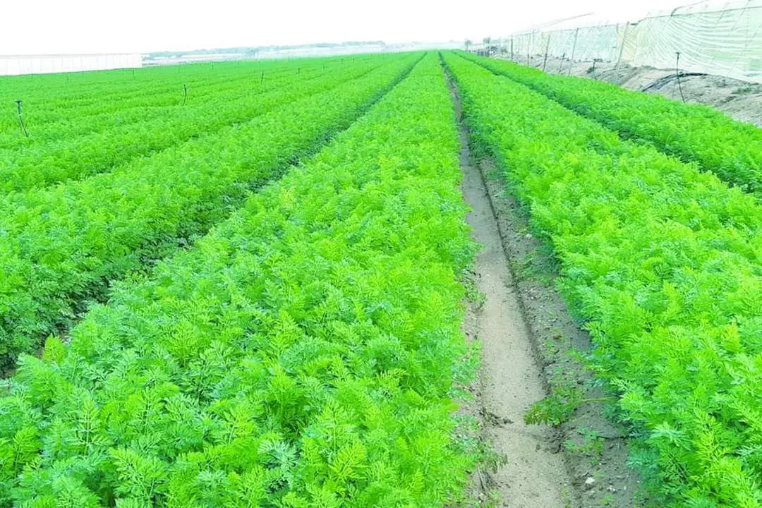 Los campos de cultivo de La Algaida y de Los Llanos recibieron mucha agua en noviembre - A. I.