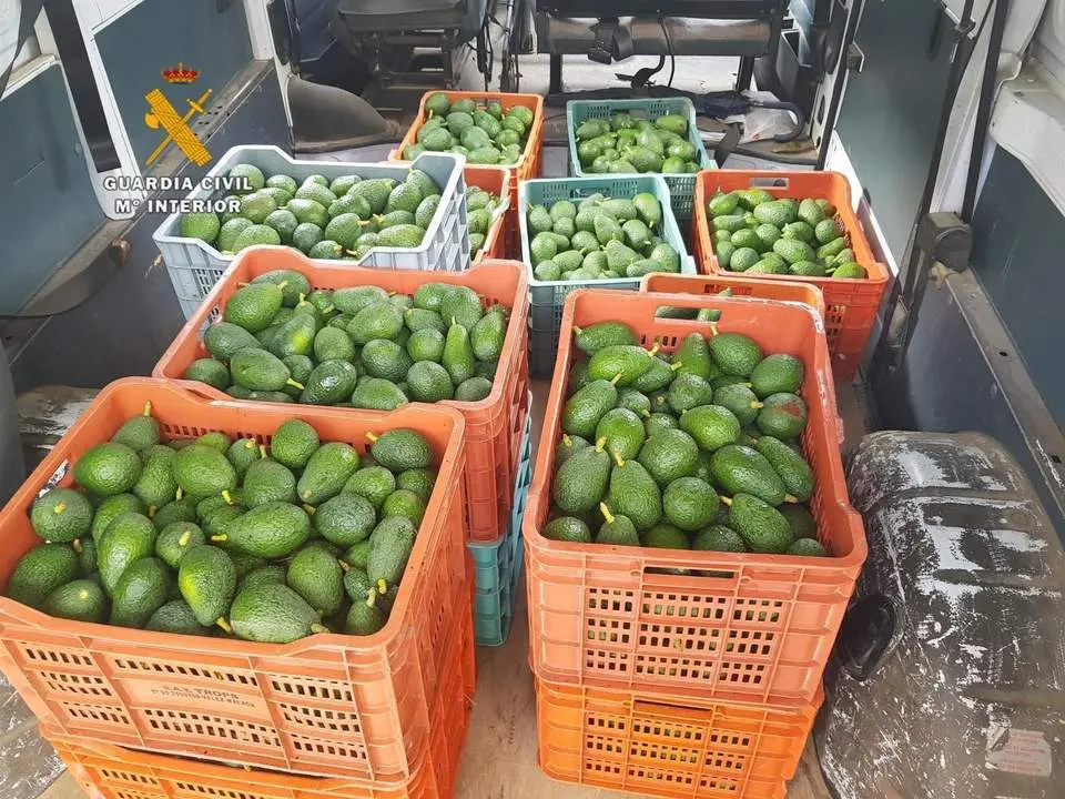 Aguacates robados. - VM