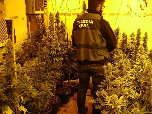 La plantaci&oacute;n. - DGGC