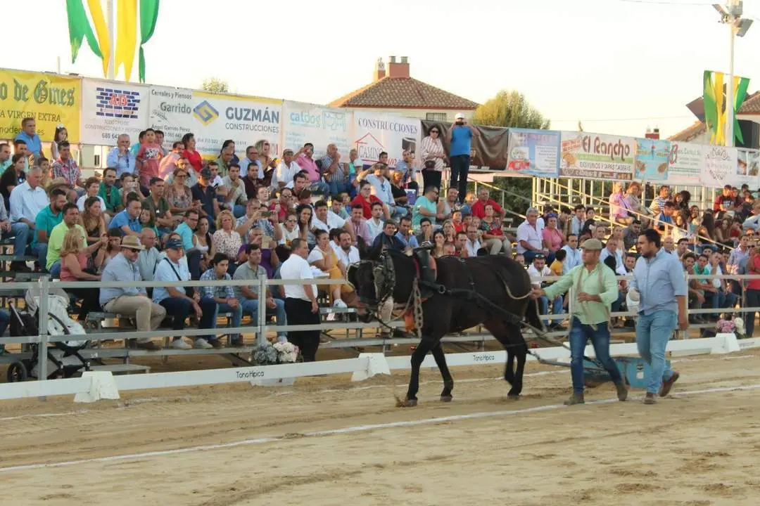 Una Par&aacute; en Gines. - Ayto