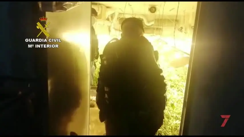 Seis detenidos por cultivar marihuana en Jerez, Chiclana y El Puerto de Santa Mar&iacute;a