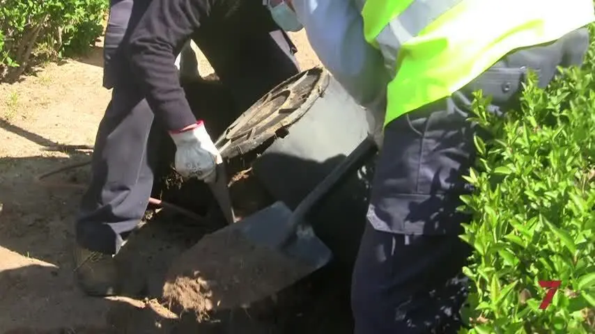 El Ayuntamiento de Chiclana se adhiere a la campa&ntilde;a &lsquo;Un &aacute;rbol por Europa&rsquo;