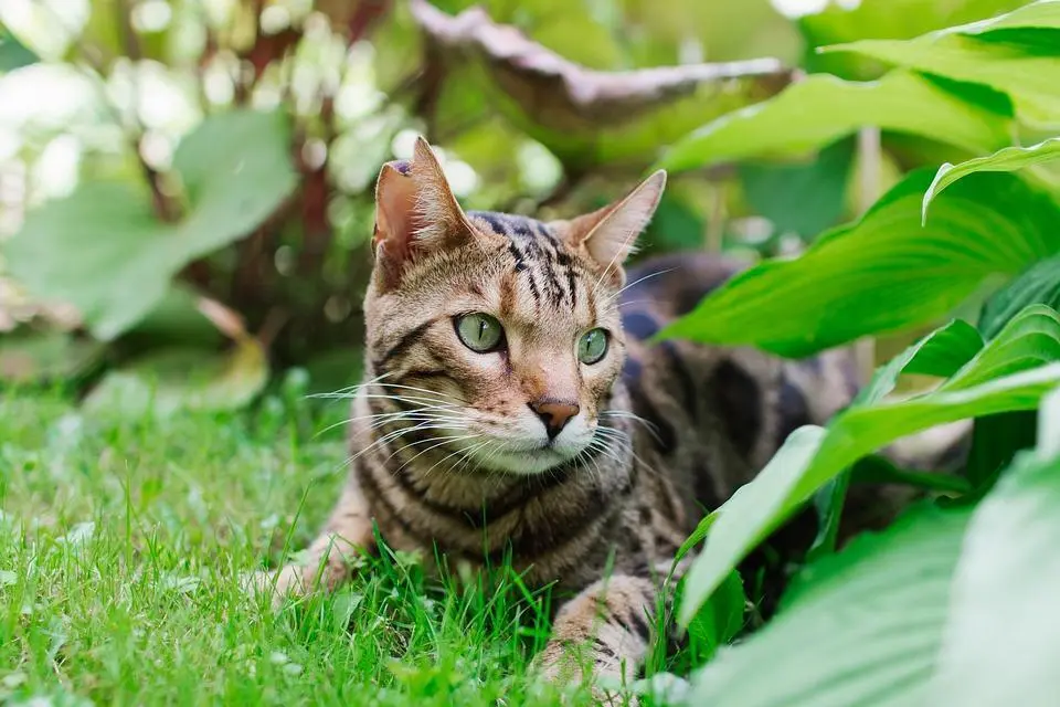 Gato Bengal&iacute; - 