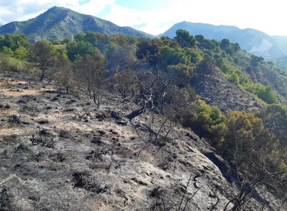 Zona afectada por el fuego. - Infoca