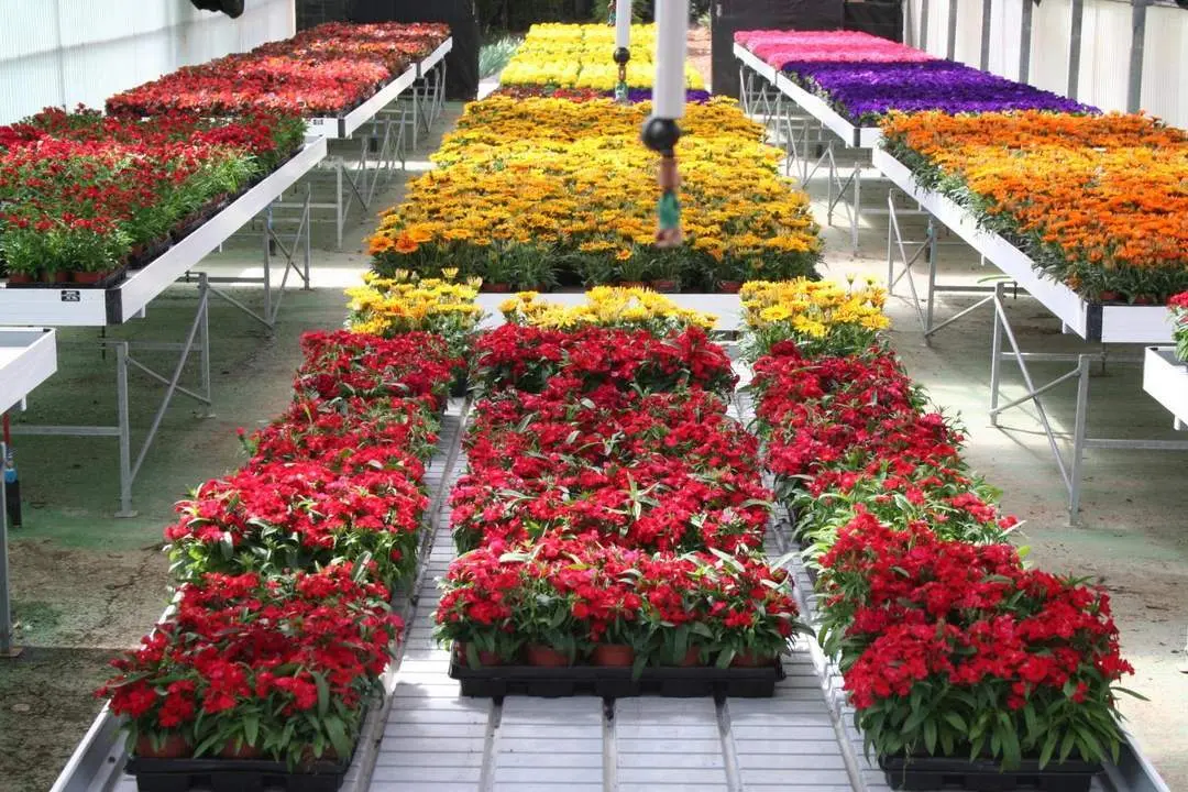 Plantas a disposici&oacute;n de los ayuntamientos. - VH