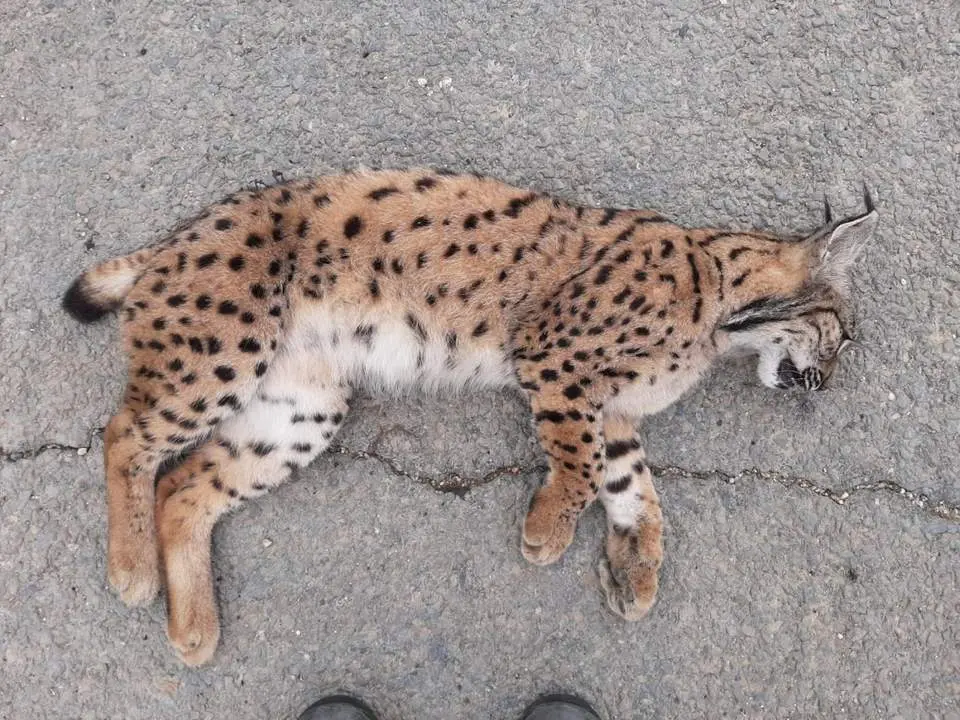 Lince atropellado. - VH