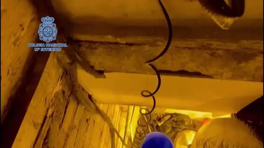 Dos detenidos tras desmantelar un cultivo de marihuana con 422 plantas en Campanillas