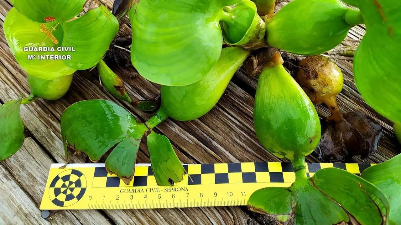 La Eichhornia crassipes o camalote. - DGGC