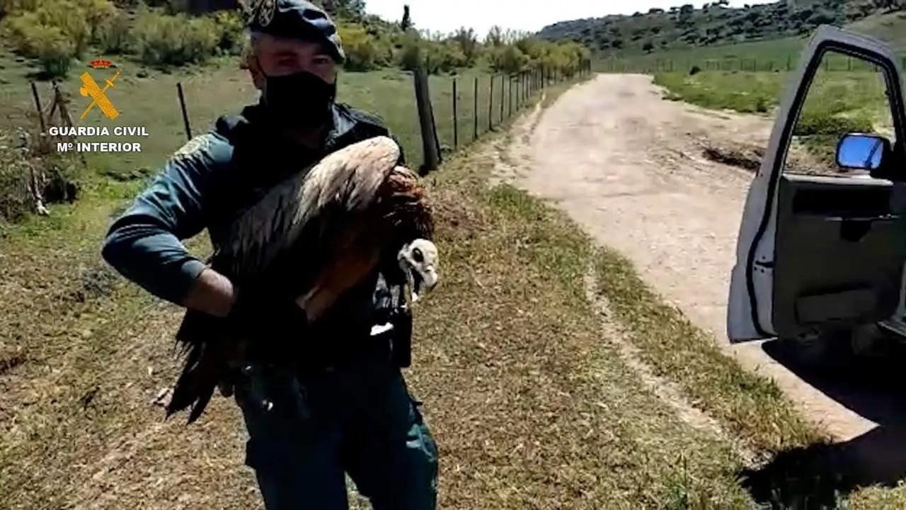 Rescate de un buitre leonado. - SEPRONA