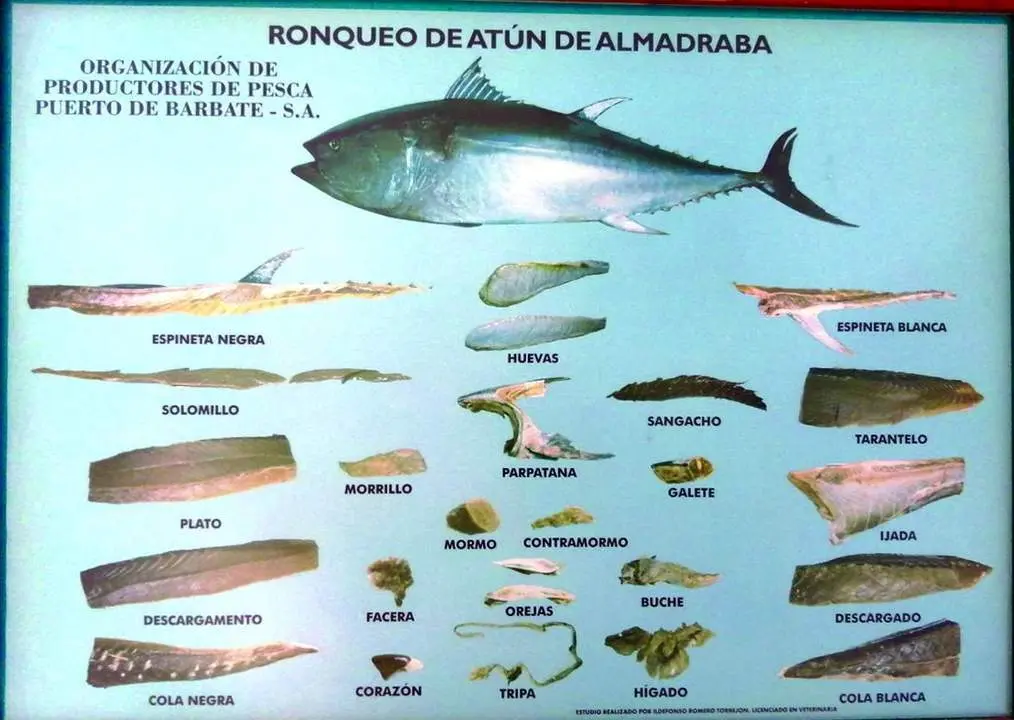 Primera publicaci&oacute;n del ronqueo de at&uacute;n de almadraba. - 