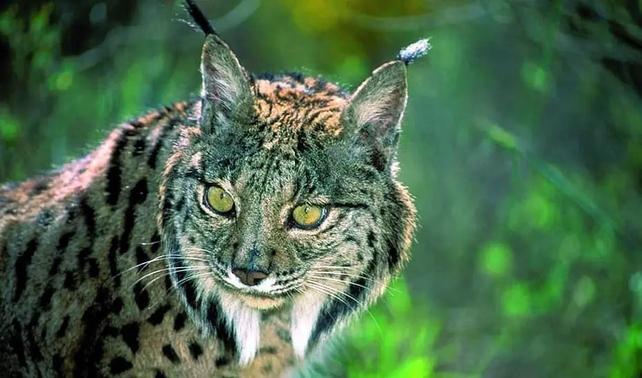 lince ib&eacute;rico. - EP