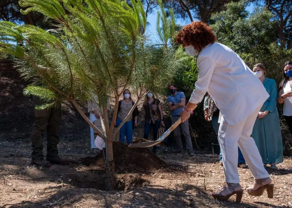 Lim&oacute;n en la plantaci&oacute;n del &aacute;rbol. - VH