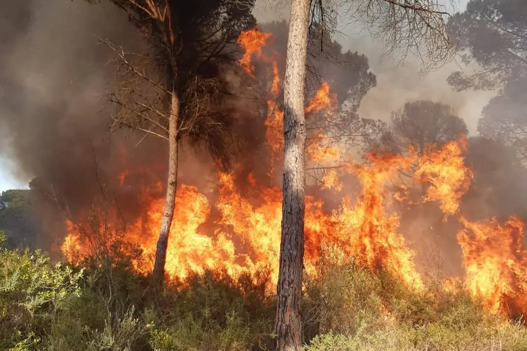 Incendio de Lucena. - INFOCA