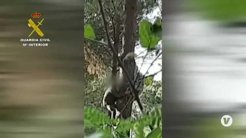 Sorprendido cuando se dispon&iacute;a a abatir animales subido a la copa de un &aacute;rbol