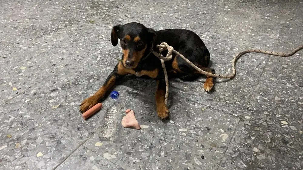 El perro rescatado. - Ayto. de Fuengirola
