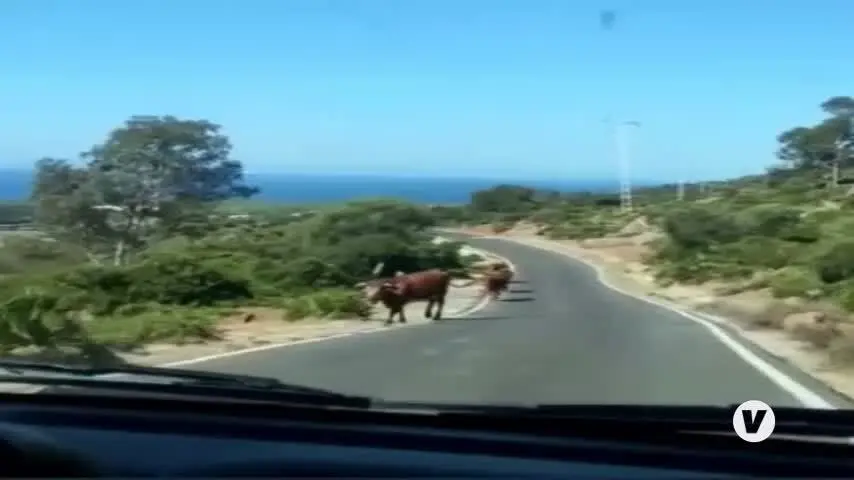 La fama de las vacas de Bolonia, en Tarifa, disparada por las redes sociales