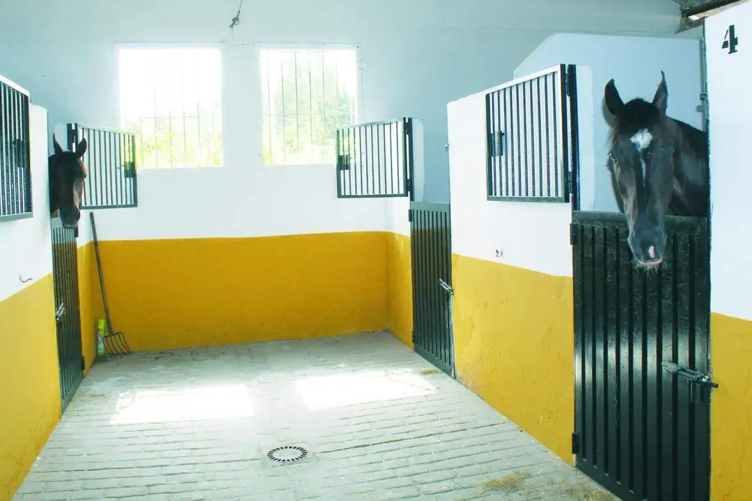 Dos de los caballos -hoy viernes- que afrontar&aacute;n el primer ciclo y que tiene como preparador al sanluque&ntilde;o Eduardo Buz&oacute;n - Ra&uacute;l J. Bustillos
