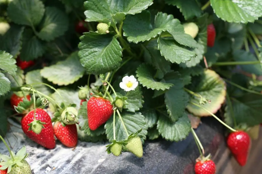 Fresas. - VH